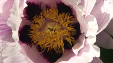 Ağaç şakayığının pembe çiçeklerindeki bal arıları bal ve polen toplar.