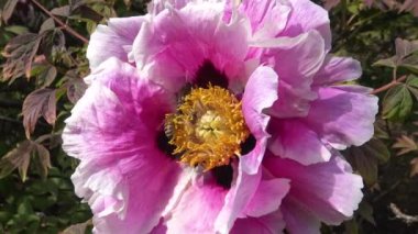 Ağaç şakayığının pembe çiçeklerindeki bal arıları bal ve polen toplar.