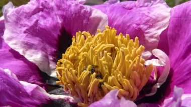 Ağaç şakayığının pembe çiçeklerindeki bal arıları bal ve polen toplar.