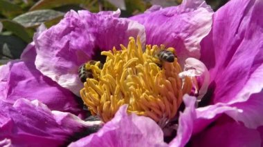 Ağaç şakayığının pembe çiçeklerindeki bal arıları bal ve polen toplar.