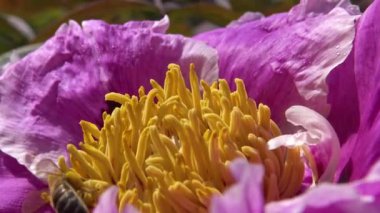 Ağaç şakayığının pembe çiçeklerindeki bal arıları bal ve polen toplar.