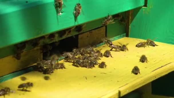 Honingbijen Dragen Honing Stuifmeel Korf — Stockvideo