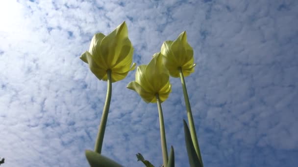 Tulipani Gialli Uno Sfondo Cielo Blu Vista Dal Basso Verso — Video Stock