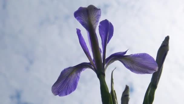 Iris Bunga Terhadap Langit Biru Dengan Awan Bergoyang Dalam Angin — Stok Video