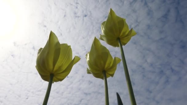 Sárga tulipánok a kék ég hátterében, alulról felfelé néző