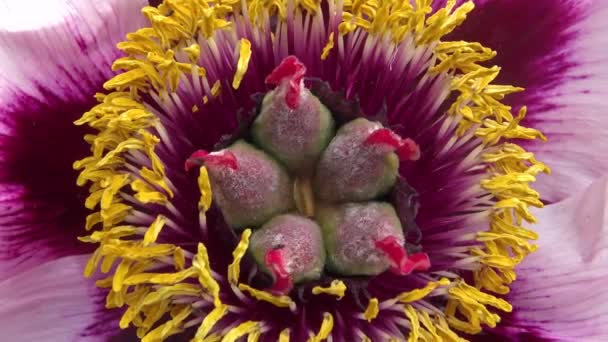 Interior Estambres Pestañas Una Flor Peonía Árbol — Vídeos de Stock