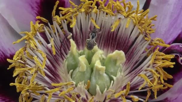 Abelhas Mel Nas Flores Cor Rosa Uma Peônia Árvore Reúnem — Vídeo de Stock