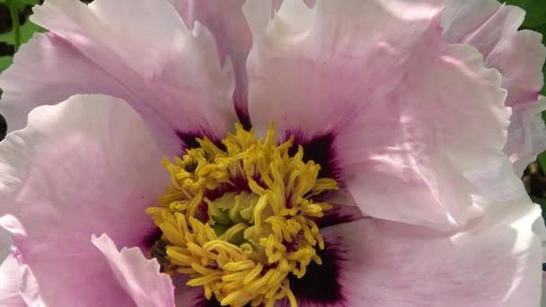 Méz Méhek Rózsaszín Virágok Egy Bazsarózsa Gyűjteni Méz Pollen — Stock videók