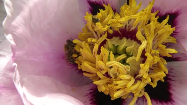 Les abeilles mellifères sur les fleurs roses d'une pivoine d'arbre recueillent le miel et le pollen