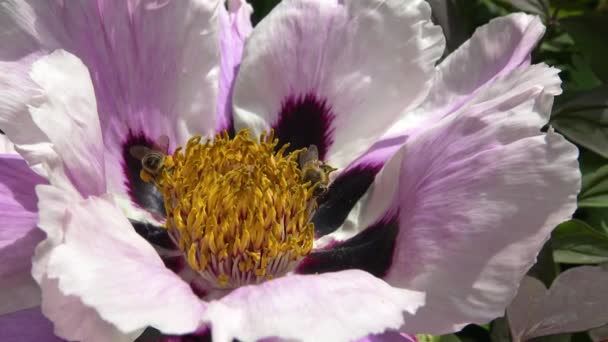 Медові Бджоли Рожевих Квітах Півонії Дерева Збирають Мед Пилок — стокове відео