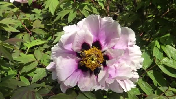 Μέλισσες Στα Ροζ Λουλούδια Της Παιώνιας Των Δέντρων Συλλέγουν Μέλι — Αρχείο Βίντεο