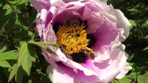 Honigbienen Auf Den Rosafarbenen Blüten Einer Baumpflanze Sammeln Honig Und — Stockvideo