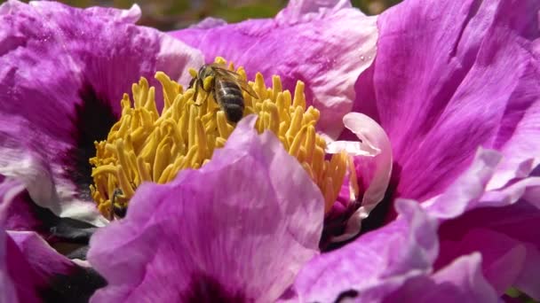 Honingbijen Roze Bloemen Van Een Boom Pioen Verzamelen Honing Stuifmeel — Stockvideo