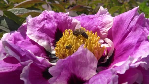 Honingbijen Roze Bloemen Van Een Boom Pioen Verzamelen Honing Stuifmeel — Stockvideo