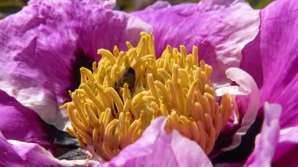 Honungsbin Rosa Blommor Ett Träd Pion Samla Honung Och Pollen — Stockvideo