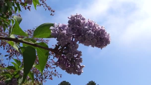 Kwiatostan Purpurowego Bzu Przeciwko Błękitnemu Niebu Kołysze Się Wietrze — Wideo stockowe
