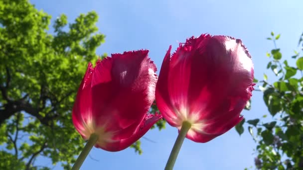 Rode Tulpen Tegen Blauwe Lucht Bottom Zicht — Stockvideo