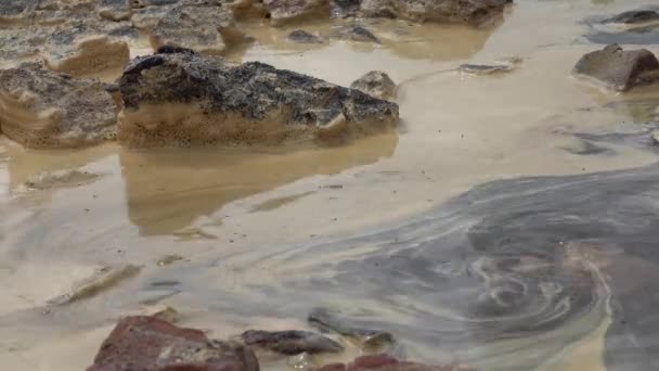 Gula Kräftdjursägg Artemia Salina Vatten Och Stranden — Stockvideo
