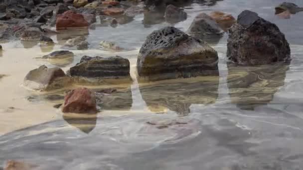 Gula Kräftdjursägg Artemia Salina Vatten Och Stranden — Stockvideo