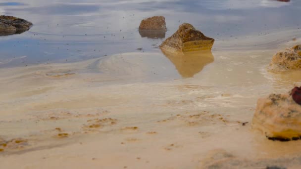 乌克兰库亚尼克河口海水和海岸上的黄色甲壳类动物蛋 Artemia Salina — 图库视频影像