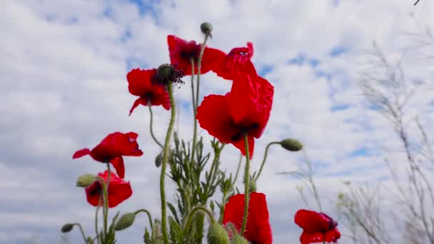 Papaver Rhoeas Καλαμπόκι Τριαντάφυλλο Πεδίο Φλάνδρα Κόκκινη Παπαρούνα Κόκκινα Λουλούδια — Αρχείο Βίντεο