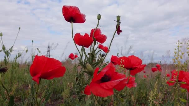 Papaver Rhoeas Kornrose Feld Flandern Roter Mohn Rote Blüten Blühende — Stockvideo