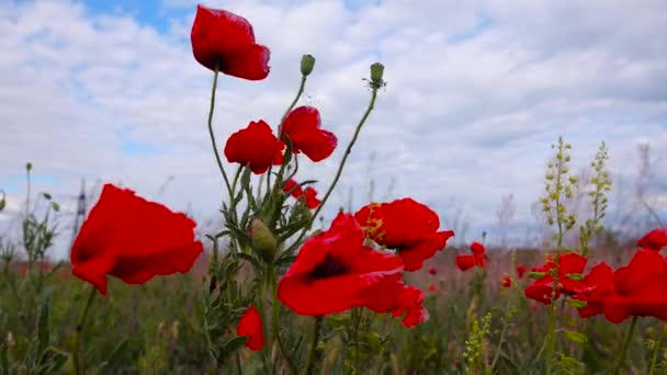 Papaver rhoeas (kukuřice růže, pole, Flandry, červený mák) červené květy, kvetoucí volně rostoucí rostliny ve stepi, Ukrajina
