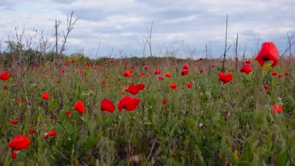 Papaver Rhoeas Kukorica Rózsa Mező Flandria Vörös Mák Vörös Virágok — Stock videók