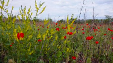 Papaver rhoeas (mısır gülü, tarla, Flanders, kırmızı gelincik) kırmızı çiçekler, bozkırda açan yabani bitkiler, Ukrayna