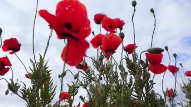 Papaver rhoeas (mısır gülü, tarla, Flanders, kırmızı gelincik) kırmızı çiçekler, bozkırda açan yabani bitkiler, Ukrayna