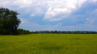 Bulutlu mavi gökyüzünün arka planında yeşil buğday tarlası, Ukrayna