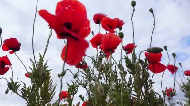 Papaver Rhoeas Kornrose Feld Flandern Roter Mohn Rote Blüten Blühende — Stockvideo