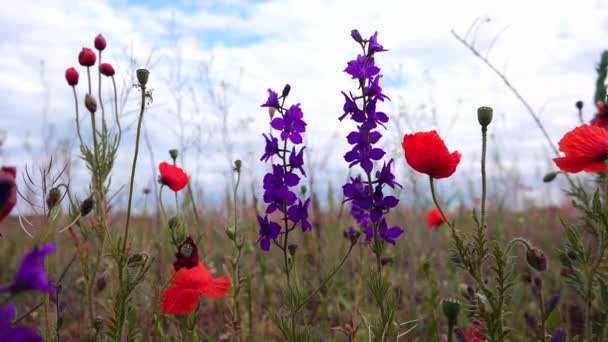 Papaver Rhoeas Kukorica Rózsa Mező Flandria Vörös Mák Vörös Virágok — Stock videók