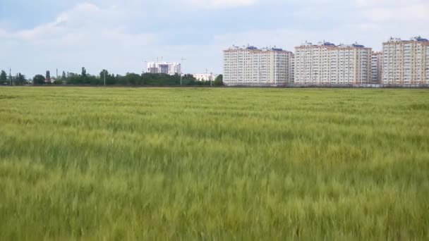 ウクライナ オデッサ地域 2020年5月23日 雲と青空の背景に緑の小麦畑 背景に住宅 ウクライナ — ストック動画