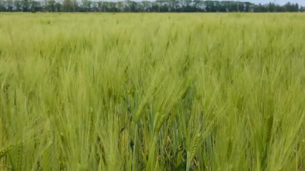 Зелене Пшеничне Поле Змахує Вітром Україна — стокове відео