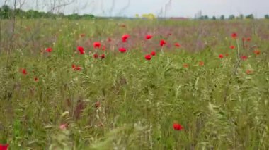 Papaver rhoeas (yaygın, mısır, mısır, gül, tarla, Flanders, kırmızı gelincik) kırmızı çiçekler, bozkırda açan yabani bitkiler, Ukrayna