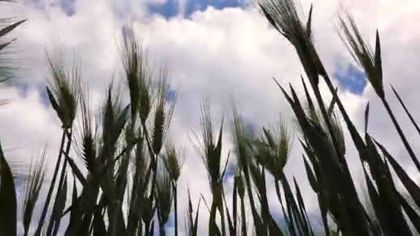 Špičky Pšenice Proti Obloze Mraky Pohled Zdola Nahoru — Stock video