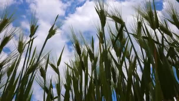 Špičky Pšenice Proti Obloze Mraky Pohled Zdola Nahoru — Stock video