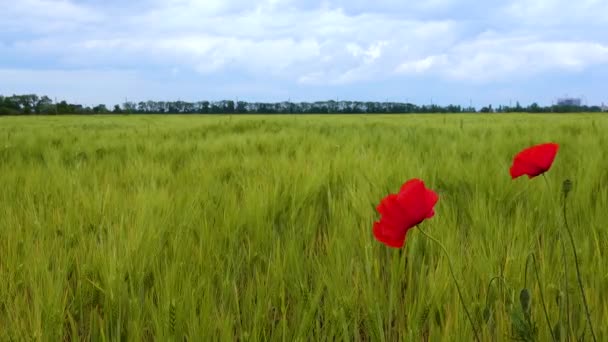 Papaver Rhoeas Común Rosa Maíz Campo Flandes Amapola Roja Flores — Vídeos de Stock