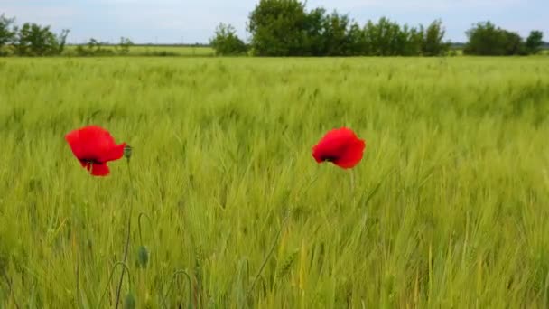 Papaver Rhoeas Commune Rose Maïs Champ Flandre Pavot Rouge Fleurs — Video