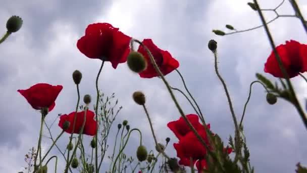 Papaver Rhoeas Κοινό Καλαμπόκι Καλαμπόκι Τριαντάφυλλο Πεδίο Φλάνδρα Κόκκινη Παπαρούνα — Αρχείο Βίντεο
