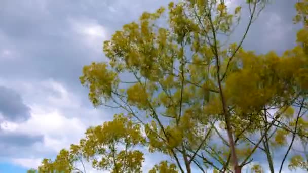 Dzikie Kwiaty Kołyszą Się Wietrze Przeciwko Błękitnemu Niebu Białymi Chmurami — Wideo stockowe