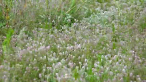 Wilde Blumen Und Getreide Verschiedene Kräuter Wiegen Sich Wind Einem — Stockvideo