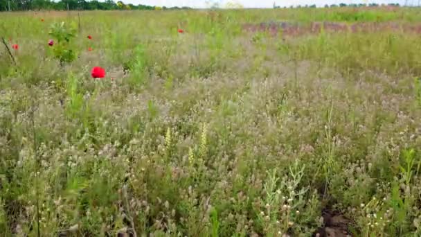 Fleurs Sauvages Céréales Différentes Herbes Balancent Dans Vent Dans Champ — Video