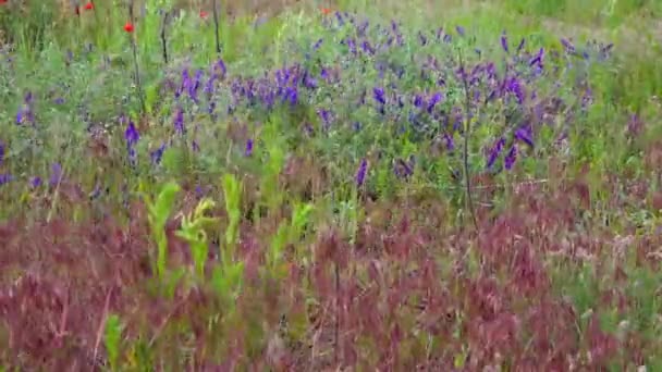 Dzikie Kwiaty Zboża Różne Zioła Kołyszą Się Wietrze Dzikim Polu — Wideo stockowe