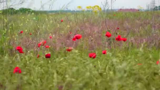 Papaver Rhoeas Gyakori Kukorica Kukorica Rózsa Mező Flandria Piros Mák — Stock videók