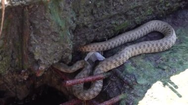 Zar yılanı (Natrix tessellata) Ukrayna 'nın Hadzhibey halicindeki bir taşın üzerinde bulunur.