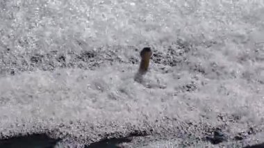 Bir zar yılanının kafası (Natrix tessellata) kirli suda köpüğe yapışır, Hadzhibey haliçleri, Ukrayna