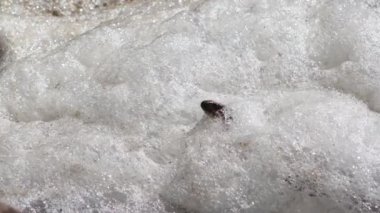 Bir zar yılanının kafası (Natrix tessellata) kirli suda köpüğe yapışır, Hadzhibey haliçleri, Ukrayna