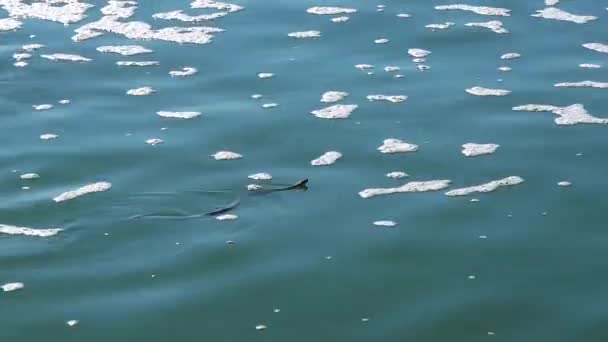 Zar Yılanı Natrix Tessellata Suyun Yüzeyinde Yüzer Hadzhibey Haliçleri Ukrayna — Stok video